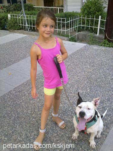 daisy Dişi Amerikan Pitbull Terrier