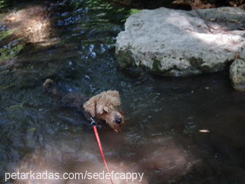 cappy Erkek Airedale Terrier