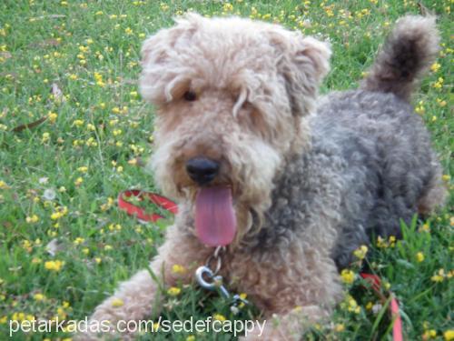 cappy Erkek Airedale Terrier