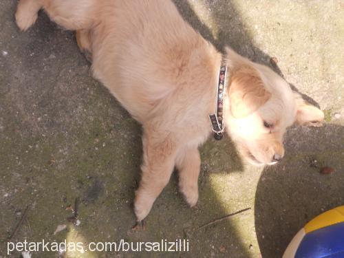 zıllı Dişi Golden Retriever