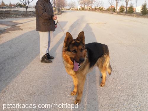 pasa Erkek Alman Çoban Köpeği