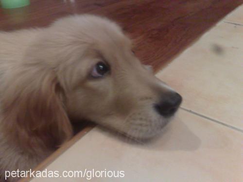 cango Erkek Golden Retriever