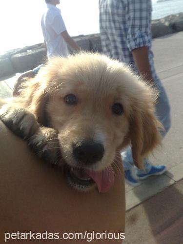 cango Erkek Golden Retriever