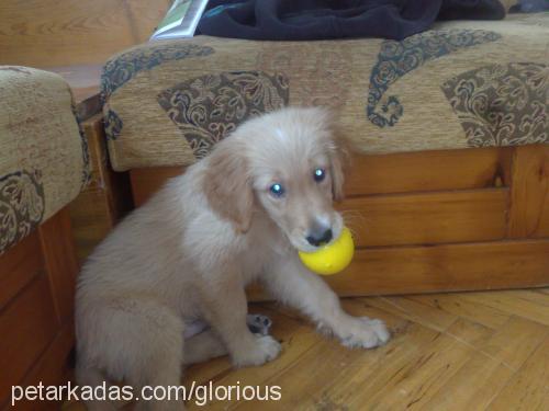 cango Erkek Golden Retriever