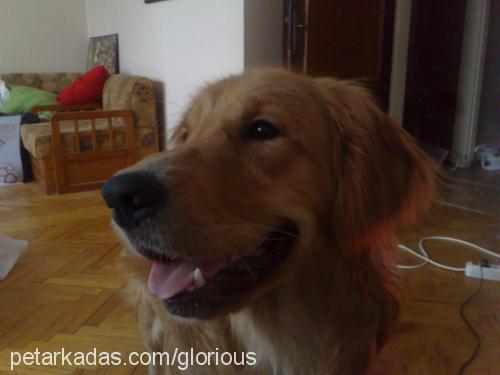 cango Erkek Golden Retriever