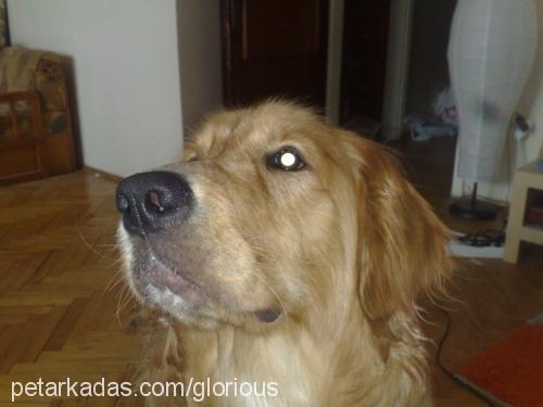 cango Erkek Golden Retriever