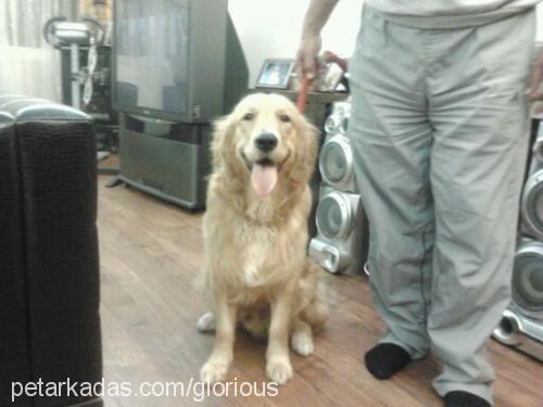 cango Erkek Golden Retriever