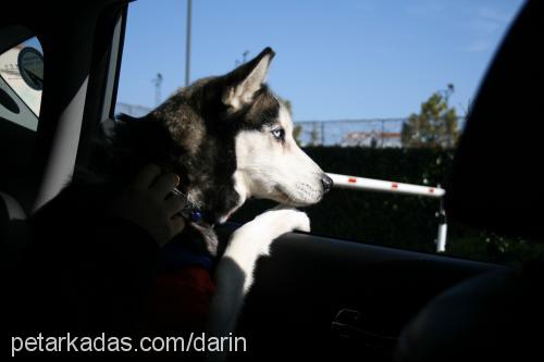 darin Dişi Sibirya Kurdu (Husky)