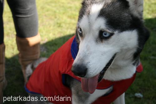 darin Dişi Sibirya Kurdu (Husky)