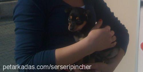 serseri Erkek Minyatür Pinscher