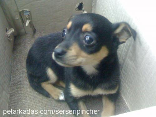 serseri Erkek Minyatür Pinscher