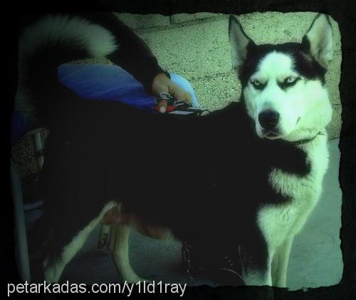 manita Dişi Sibirya Kurdu (Husky)