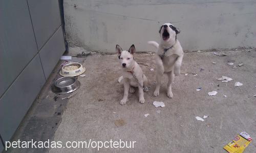 Çapkın Erkek Sibirya Kurdu (Husky)