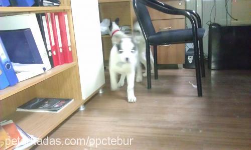 Çapkın Erkek Sibirya Kurdu (Husky)