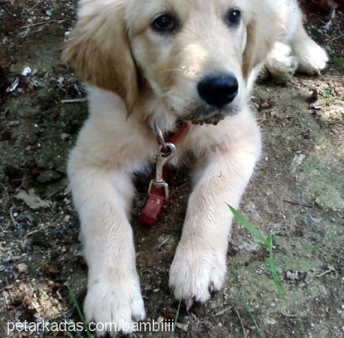 bambi Dişi Golden Retriever