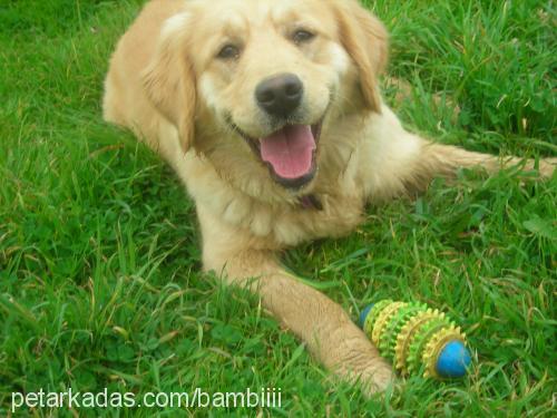 bambi Dişi Golden Retriever