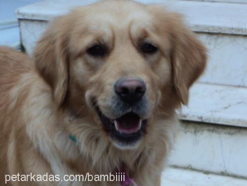 bambi Dişi Golden Retriever