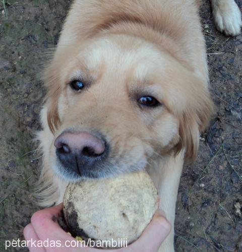 bambi Dişi Golden Retriever