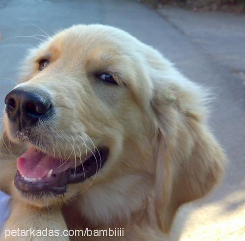 bambi Dişi Golden Retriever