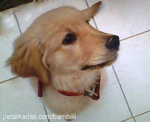 bambi Dişi Golden Retriever