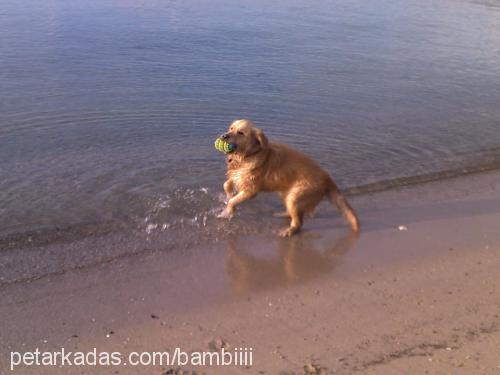 bambi Dişi Golden Retriever