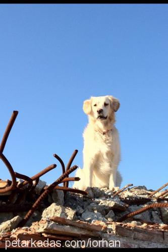 shila Dişi Golden Retriever