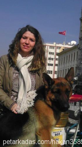 dufy Erkek Alman Çoban Köpeği