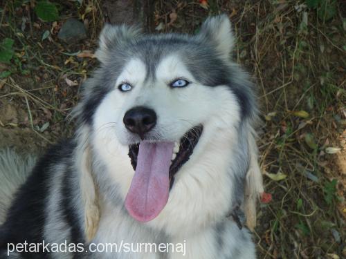 robin Erkek Alaskan Malamute