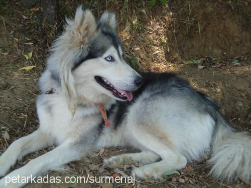 robin Erkek Alaskan Malamute