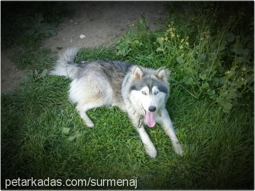 robin Erkek Alaskan Malamute