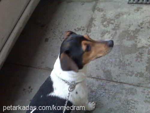 huduni Erkek Jack Russell Terrier