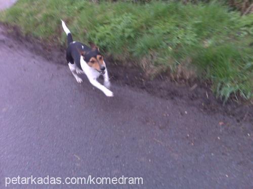 huduni Erkek Jack Russell Terrier