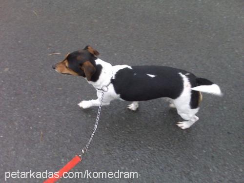 huduni Erkek Jack Russell Terrier