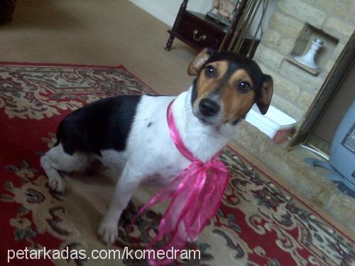 huduni Erkek Jack Russell Terrier