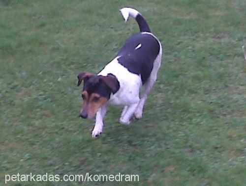 huduni Erkek Jack Russell Terrier