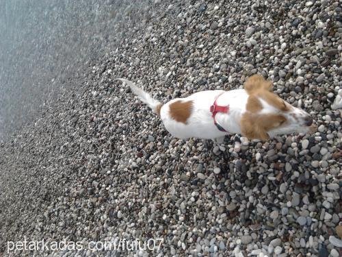 gİzmo Dişi Jack Russell Terrier