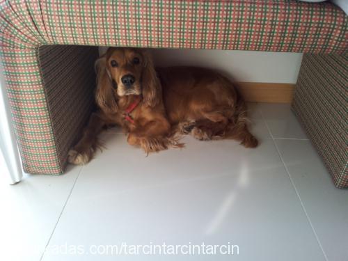 tarçın Erkek İngiliz Cocker Spaniel