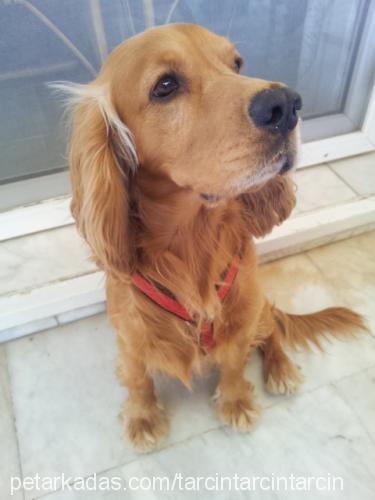 tarçın Erkek İngiliz Cocker Spaniel