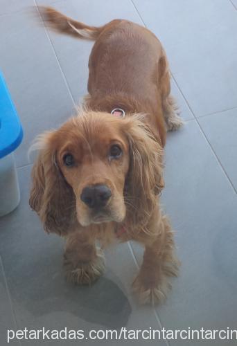 tarçın Erkek İngiliz Cocker Spaniel