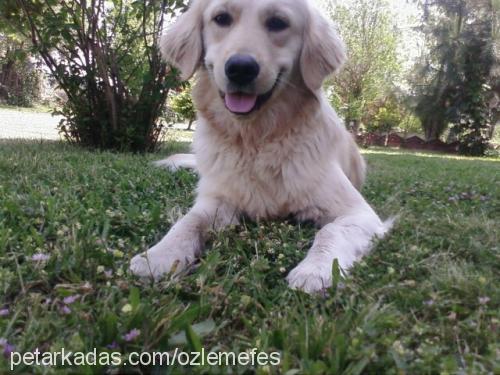 efes Dişi Golden Retriever