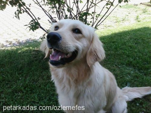 efes Dişi Golden Retriever