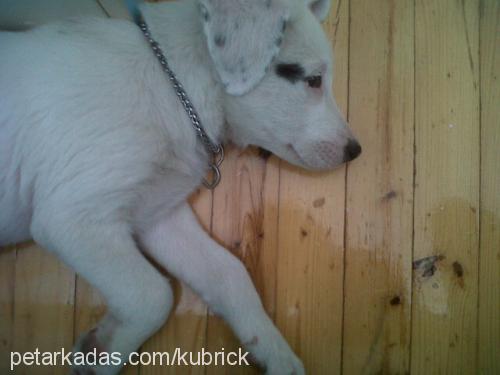 gümüş Erkek Labrador Retriever