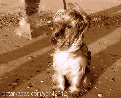 yorki Dişi Yorkshire Terrier