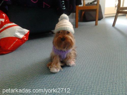 yorki Dişi Yorkshire Terrier