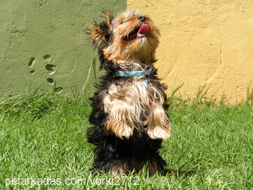 yorki Dişi Yorkshire Terrier