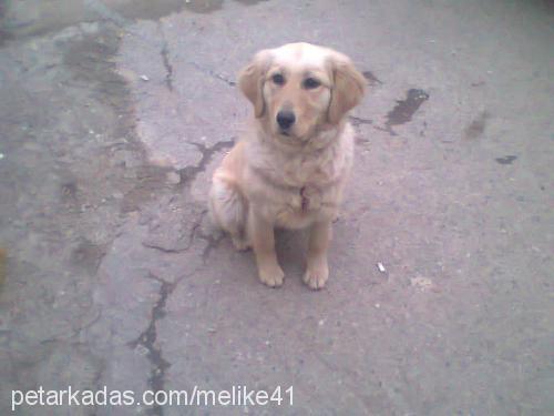 su Dişi Golden Retriever