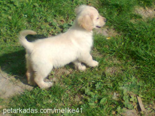 su Dişi Golden Retriever