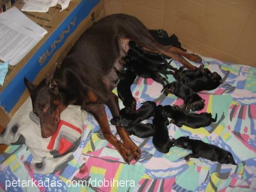 hera Dişi Doberman Pinscher