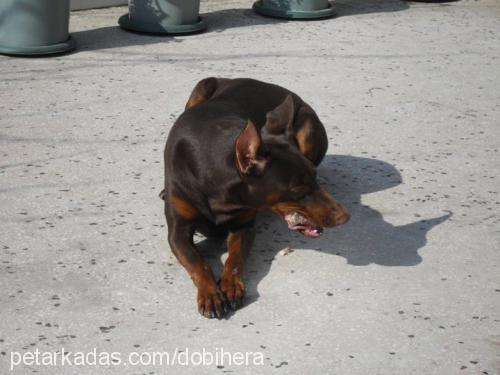 hera Dişi Doberman Pinscher