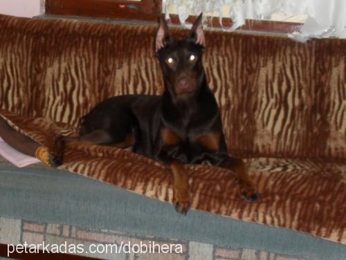 hera Dişi Doberman Pinscher